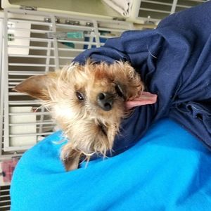 Meet your Posher, Annalisa